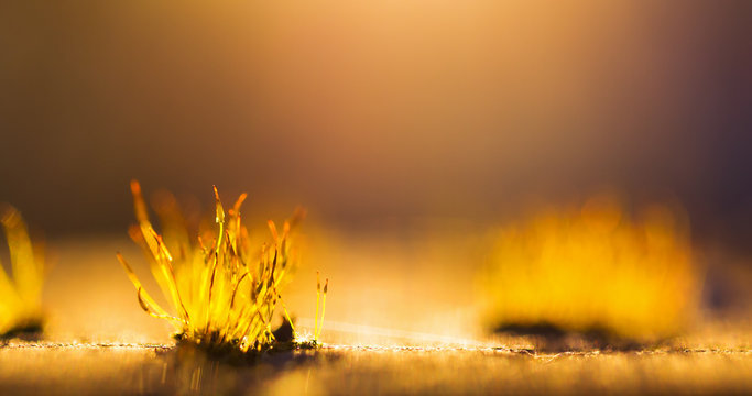 Small moss plants bading in beautiful sunset spring light