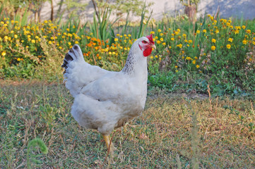 Chicken in garden 