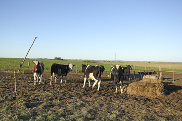 Beef industry in rural Latin America.