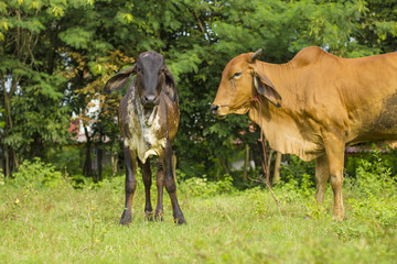 a cow and calf nibble a grass on field