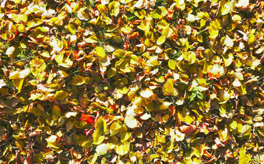 The fallen yellow foliage