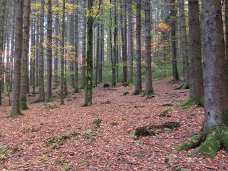 autumn in the forest