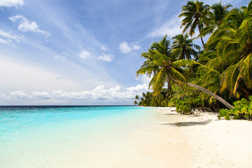 Plakat tropical sand beach with palm trees