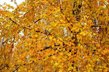 Брянская осень