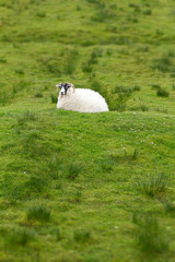Sheep green grass Scotland copyspace