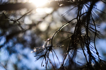 Pine branch covered with fluff with text space
