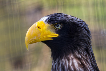 Portrait of the Steller's Sea Eagle, Haliaeetus pelagicus