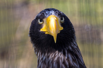 Portrait of the Steller's Sea Eagle, Haliaeetus pelagicus