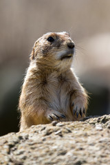The Alpine Marmot (Marmota marmota), a species of marmot found in mountainous areas of central and southern Europe