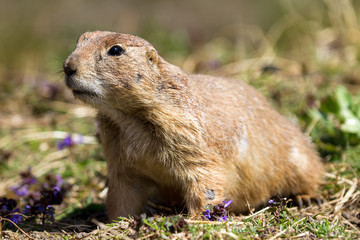 The Alpine Marmot (Marmota marmota), a species of marmot found in mountainous areas of central and southern Europe
