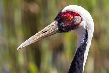 Portrait of the White-naped Crane (Grus vipio)