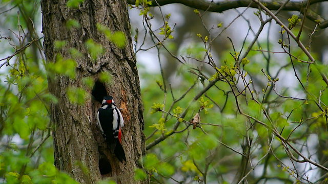 Great spotted woodpecker drumming on a tree trunk in a forest.