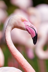 The Greater Flamingo (Phoenicopterus roseus) portrait