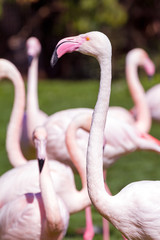Naklejka premium The Greater Flamingo (Phoenicopterus roseus) portrait