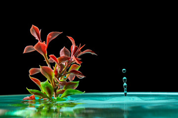 green plant in azure water with splash falling drops of water isolated on a black background
