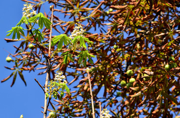 Chestnut tree flowering in autumn