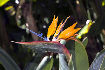 Flower Strelitzia Reginae