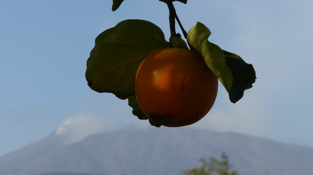Etna Volcano and caki fruit