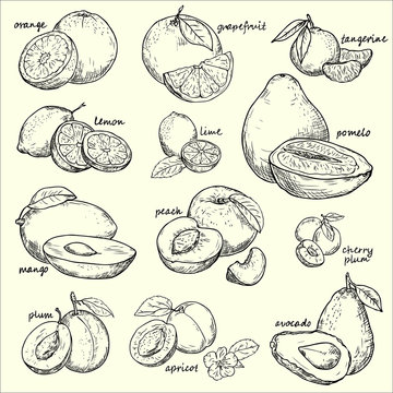 Vector collection fruit . Fruit  - vector linear drawing.