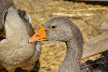 Domestic geese / goose family graze on traditional village barnyard. Gander feed on rural farm yard