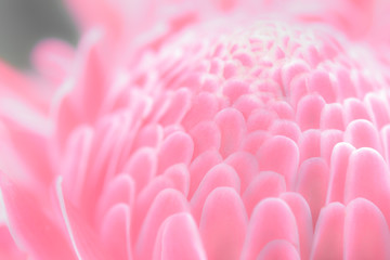 Beautiful pink flower petals soft focus,colorful style