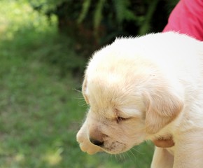 Labrador puppy cute one month old.