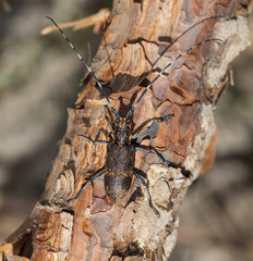 Beetle climbing on pine tree