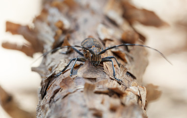 Long horned beetle
