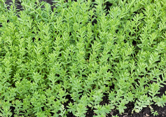 Growing flax background