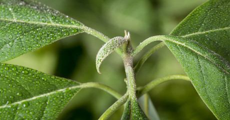 Droplets on leaf