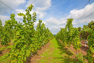 Fototapeta na wymiar In the vineyard - rows of grapes
