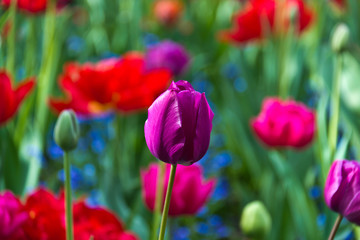 Variety of colorful flowers in bloom