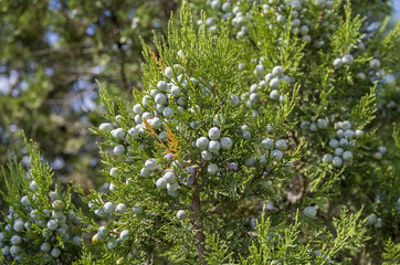 Cypress cones of a  juniper.