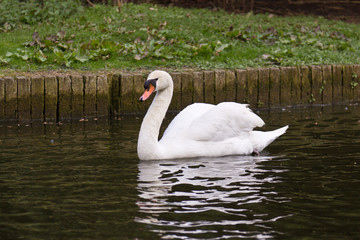 Fototapeta premium White swan swimming on a pond