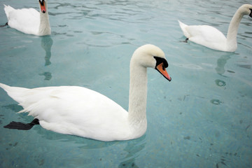 Obraz premium swans swimming