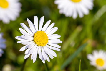 Fototapeta premium Bellis perennis is a common European species of daisy