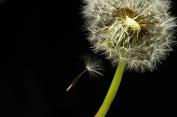 pusteblume