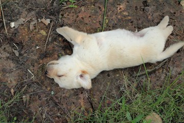 Naklejka na ściany i meble Labrador puppy cute one month old was sleeping.