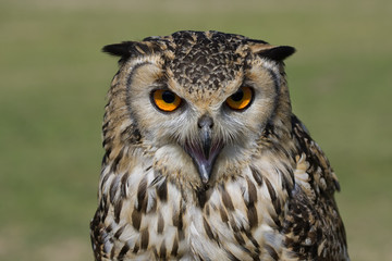 Great Horned Owl