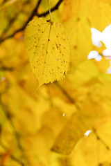 Obraz premium yellow autumn is not the fallen leaves of Linden, selective focus
