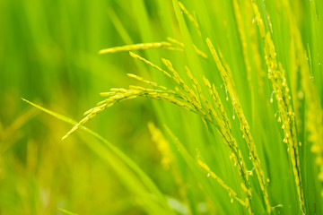 Fototapeta na wymiar ripening grain in field