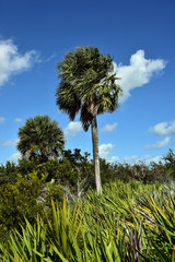 Healthy sabal palm trees, the state tree of Florida and South Carolina. - obrazy, fototapety, plakaty