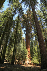 Obraz premium Sequoia Redwood Riesen Bäume