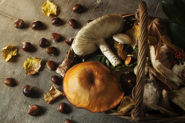 skep with mushroom, chestnut and autumn leaves © simonasbrilli