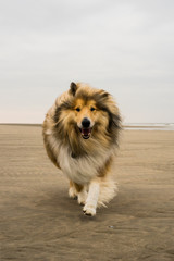 Collie läuft bei Wind am Strand