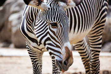 Fototapeta na wymiar Close-up of Grevy's Zebra