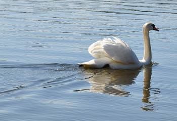 White swan swimming in water, drinking water on a sunny spring day in April, Stockholm, Sweden.