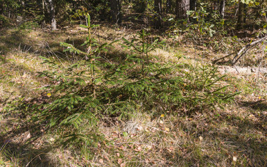 Fototapeta premium Autumn landscape with a fallen tree