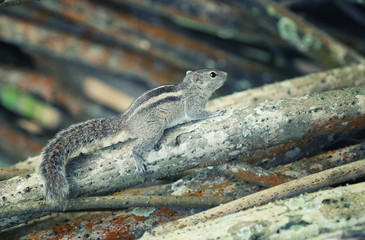 chipmunk