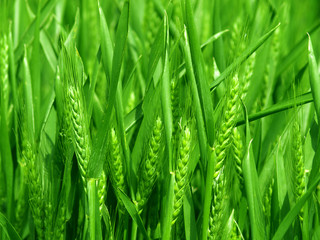 Green wheat detail